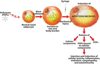 Catastrophic Embolism Following Cosmetic Injection of Autologous Fat: Are Silicone-Treated Syringes the Only Suspects on the Crime Scene?